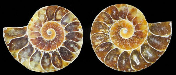 Small Desmoceras Ammonite Pair - #40569